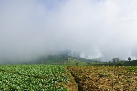 cabbage field to the mountainの写真素材