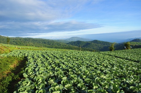 cultivated landの写真素材