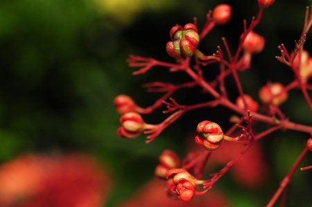 red flower seedの写真素材