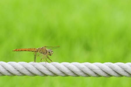 dragonflyの写真素材