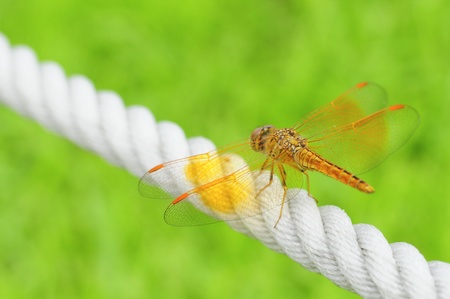 orange wing of dragonfly の写真素材