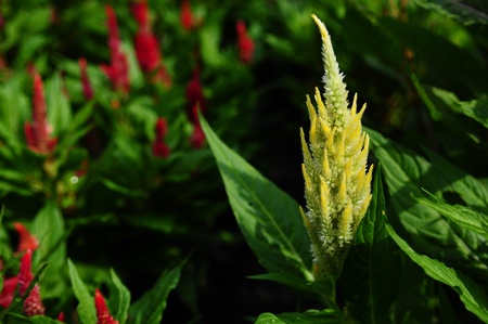yellow and red flower in the gardenの写真素材