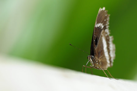 the eye of butterfly 