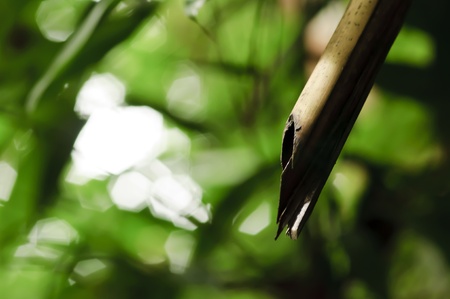 bamboo with bokehの写真素材