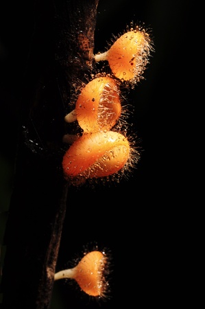champagne mushroomの写真素材