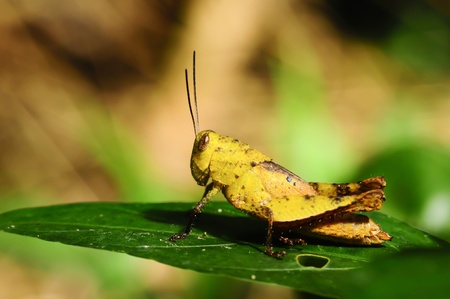 yellow grasshopper の写真素材