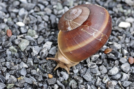 snail on stoneの写真素材