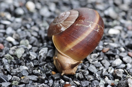 snail on stoneの写真素材