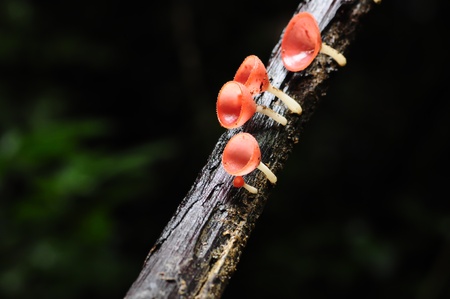 champagne mushroom on the treeの写真素材