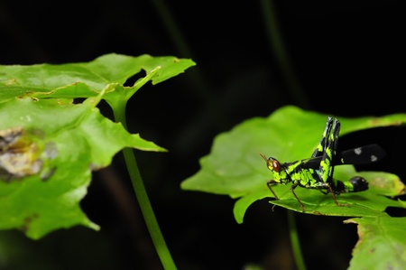 grasshopper on the leafの写真素材