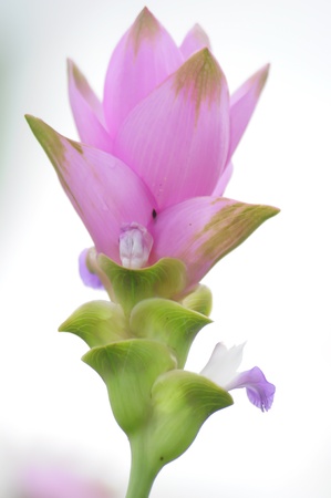 pink siam tulip on white background, Thailandの写真素材