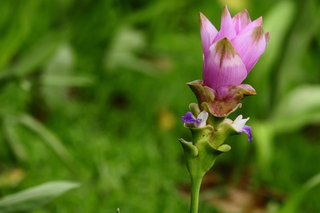 pink siam tulip, Thailandの写真素材