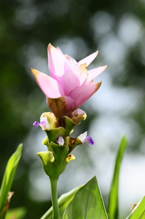 pink siam tulip with bokeh, Thailandの写真素材