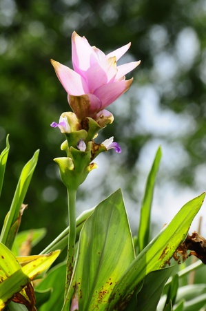 pink siam tulip field, Thailandの写真素材