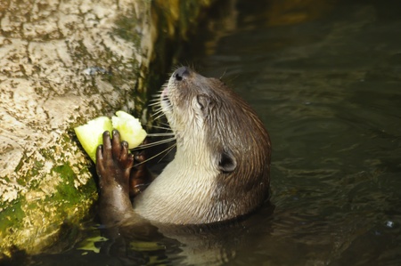 otter eating cucumberの写真素材