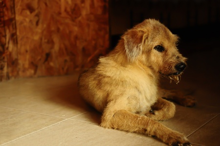 the brown dogの写真素材