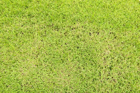 green grass textureの写真素材