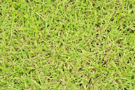 green grass textureの写真素材