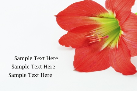 Amaryllis Hippeastrum Isolated on white background, Star Lilyの写真素材