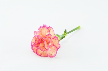 Pink Carnation Isolated on white backgroundの写真素材