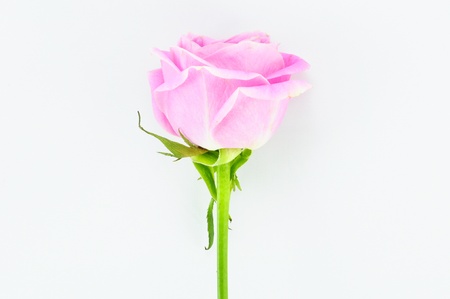Pink rose Isolated on whiteの写真素材
