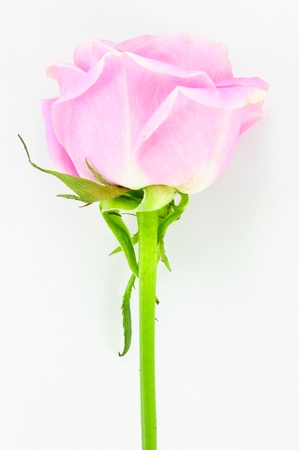 Pink rose Isolated on whiteの写真素材
