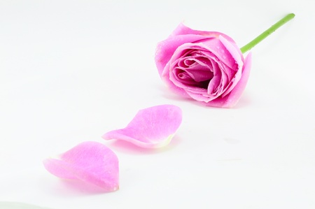 Pink rose Isolated on whiteの写真素材