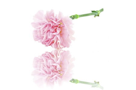 Pink Carnation reflection Isolated on white backgroundの写真素材