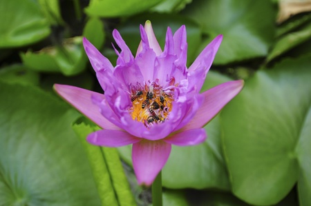 Lotus blossom with bee insideの写真素材