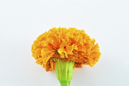 Orange Marigold (Tagetes) Flower isolatedの写真素材