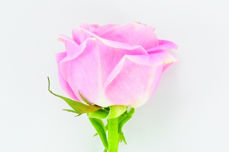 Pink rose Isolated on whiteの写真素材