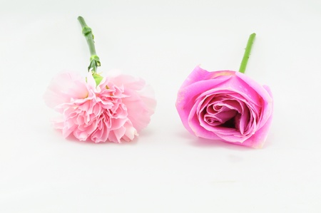 Pink rose and carnation isolated on whiteの写真素材