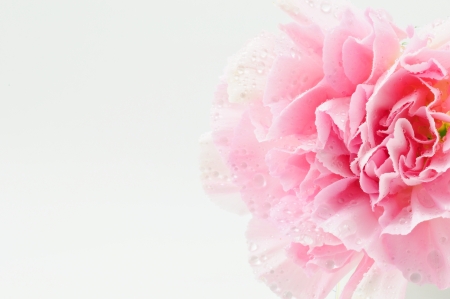 Pink Carnation Isolated on white backgroundの写真素材