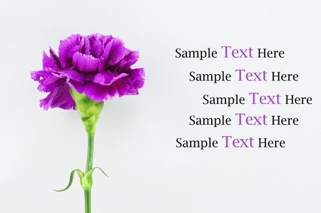 Purple Carnation Isolated on white backgroundの写真素材