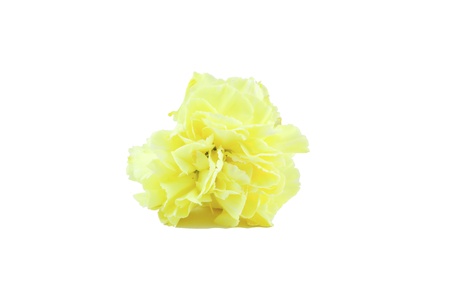 Yellow Carnation Isolated on white backgroundの写真素材