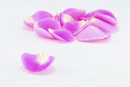 Pink roses petal Isolated on whiteの写真素材
