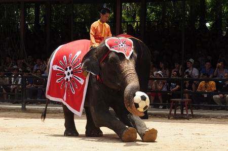 Nong Nooch Garden,  Thailand - May 5,2011 -  Elephant show, an elephant plays footballのeditorial素材