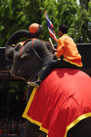 Nong Nooch Garden,  Thailand - May 5,2011 -  Elephant show, an elephant plays basketball
