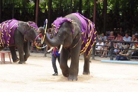 Nong Nooch Garden,  Thailand - May 5,2011 -  Elephant show, elephants play hula hoopのeditorial素材