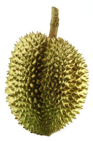 Durain, the king of fruit of South East Asia isolated on whiteの写真素材