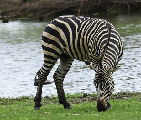 Zebra on the green fieldの写真素材