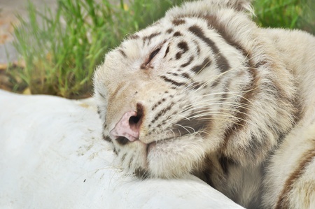 White Tiger sleepの写真素材