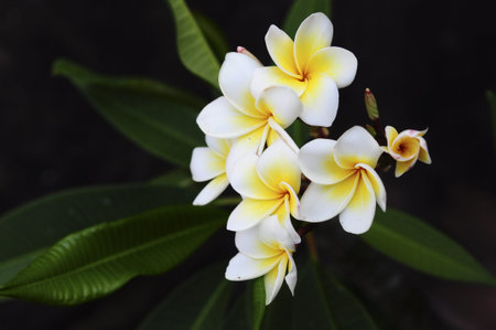 Plumeria Frangipani tropical flower on the tree