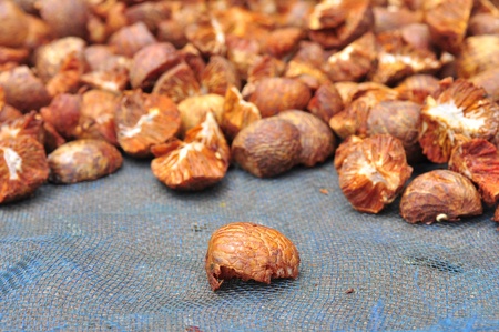 Dried Betel Nut or Areca Nutの写真素材