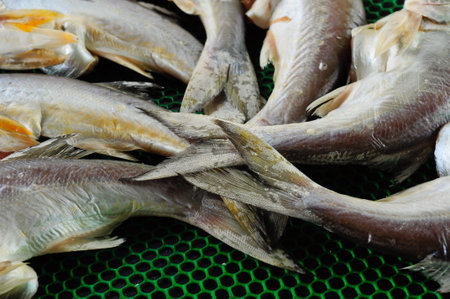 Grey mullet fish