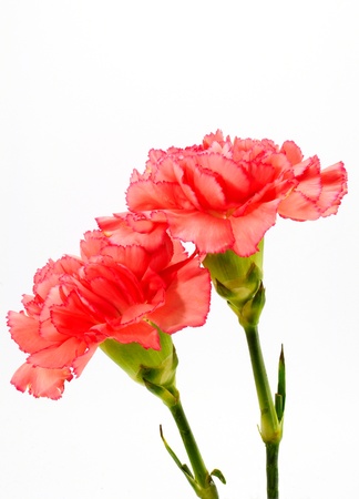 Red chrysanthemum flowers isolated on white backgroundの写真素材