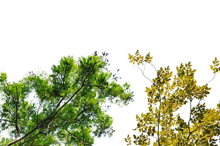 green and yellow leafs isolated on white backgroundの写真素材
