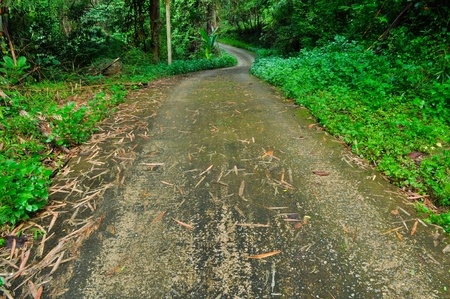 Pathway in green summer forestの写真素材