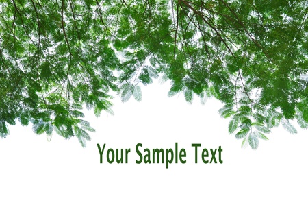 green leafs isolated on whiteの写真素材