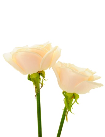 Beautiful white rose の写真素材